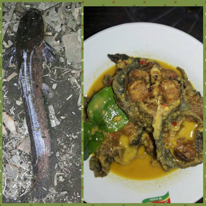 Mangut Lele by Anna Susilowati