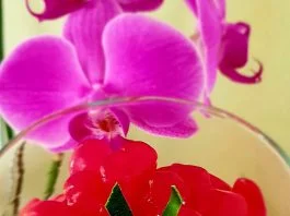 Manisan Kolang Kaling by Ika Istiana Supriyani