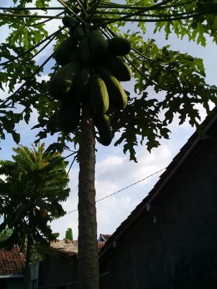 Manisan Pepaya by Tenti Wahyuningsih 2