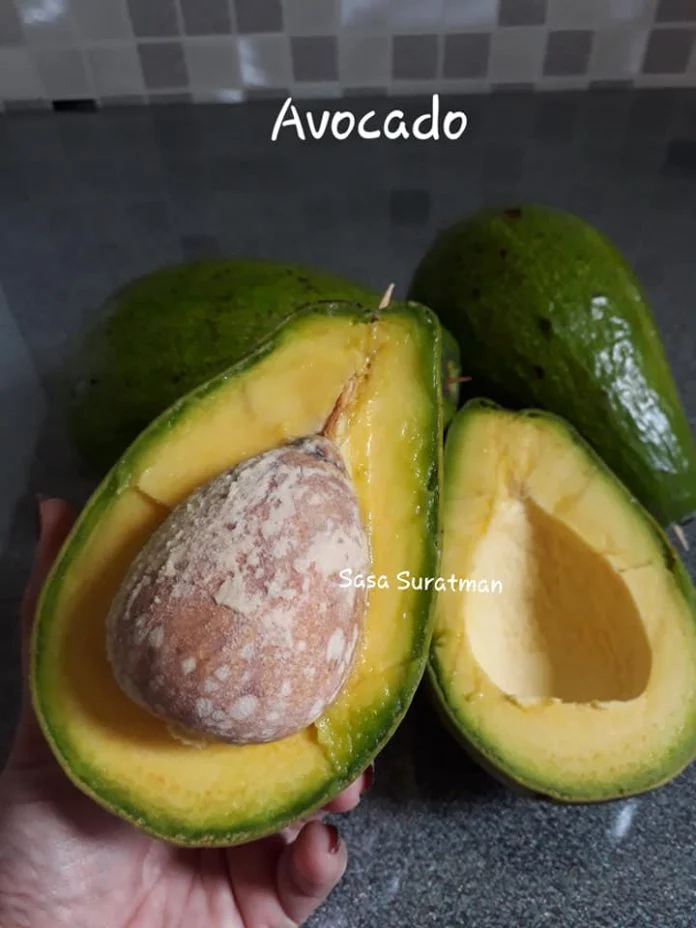 Memeram Alpukat by Wahyu Nursanti Suratman