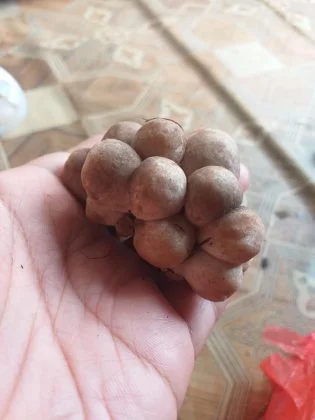 Keripik Jamur Sawit by Hidayah Anda Sari 1