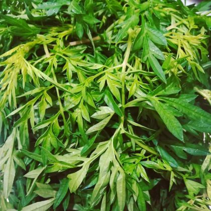 TRANCAM by Yulia Dwi S 2