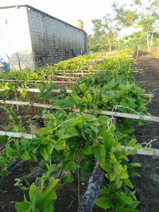 tips membuat cincau hijau by Cincau Hijau Jelly 2