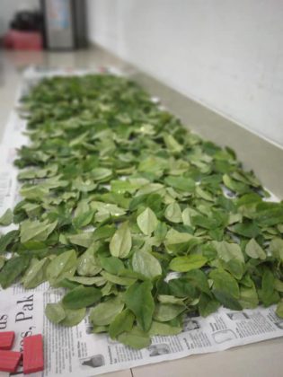 tips membuat cincau hijau by Cincau Hijau Jelly