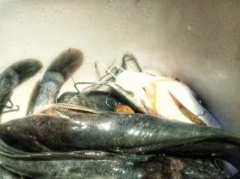 cara membersihkan lendir lele dengan mudah by Atiqoh AlMakky