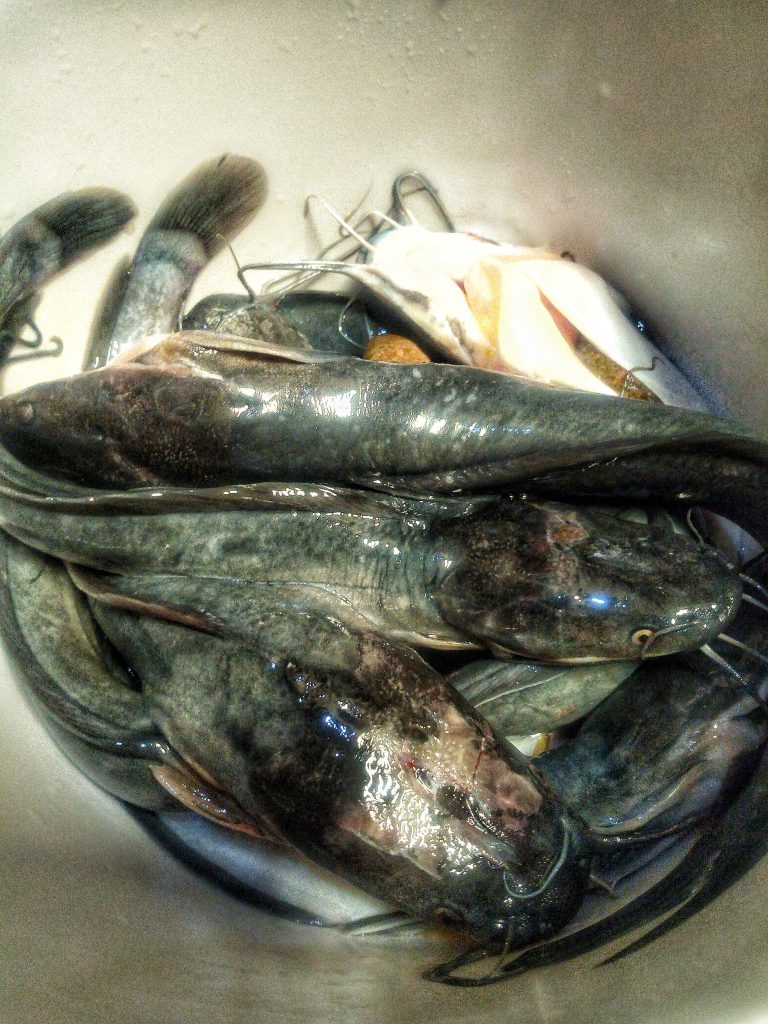 cara membersihkan lendir lele dengan mudah by Atiqoh AlMakky