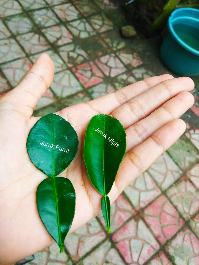 Meskipun 2 daun jeruk ini terlihat sama tapi sebenarnya beda.