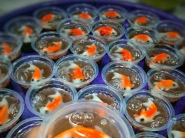 Puding Cup Ikan Koi by Weni Erwiningtyas 3