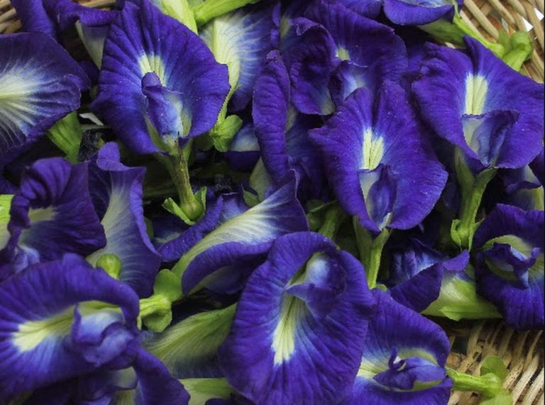 mengenal bunga telang dan resep bunga telang serta manfaatnya