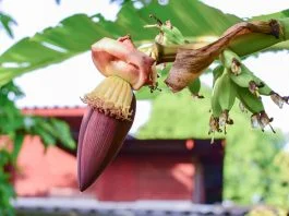 manfaat jantung pisang