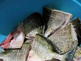 Cara siangi ikan untuk di Konsumsi 2 atau 3 hari atau 1 bulan ke depan by Elliyah Lim 5