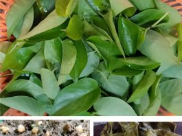 resep BOTHOK SIMBUKAN CAMPUR