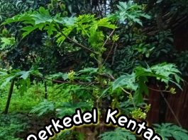 resep Perkedel Kentang by Annansya Aina
